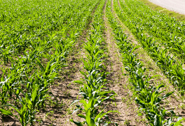 Corn sprouts in the spring season getting ready for conversion to become bioethanol.